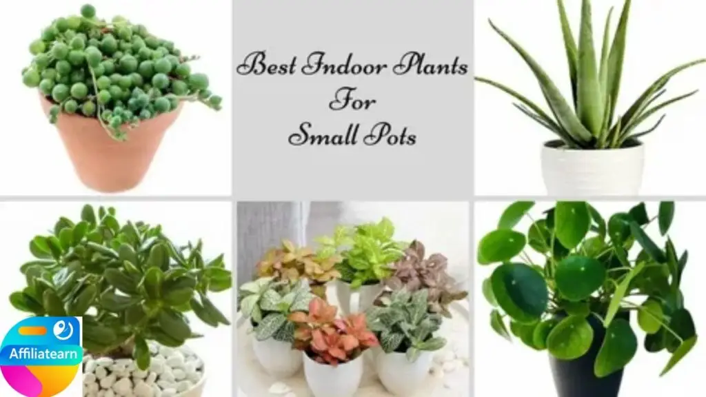 Best Small Plants to Use Indoors