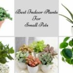 Best Small Plants to Use Indoors