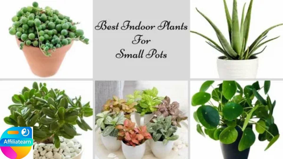 Best Small Plants to Use Indoors