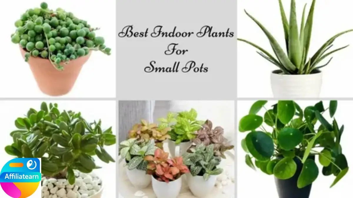 Best Small Plants to Use Indoors