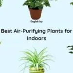 Indoor Plants that purify the air: Best Air purifying plants