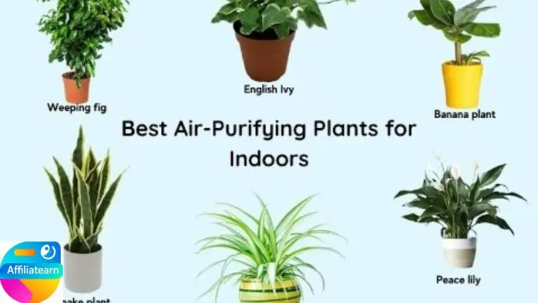 Indoor Plants that purify the air: Best Air purifying plants