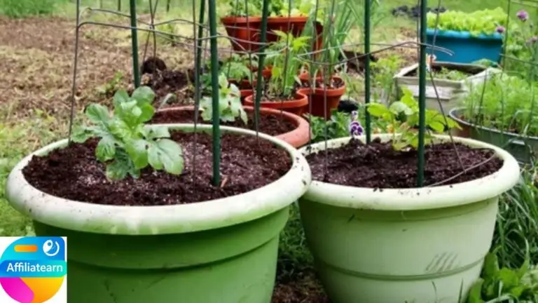 How to Garden in a Container: Planting Guide to Grow in Small Containers