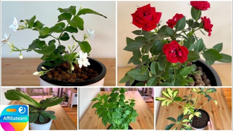 Plants that are simple to grow Easy Flowering Plants: Best Flowers to Grow Without Effort