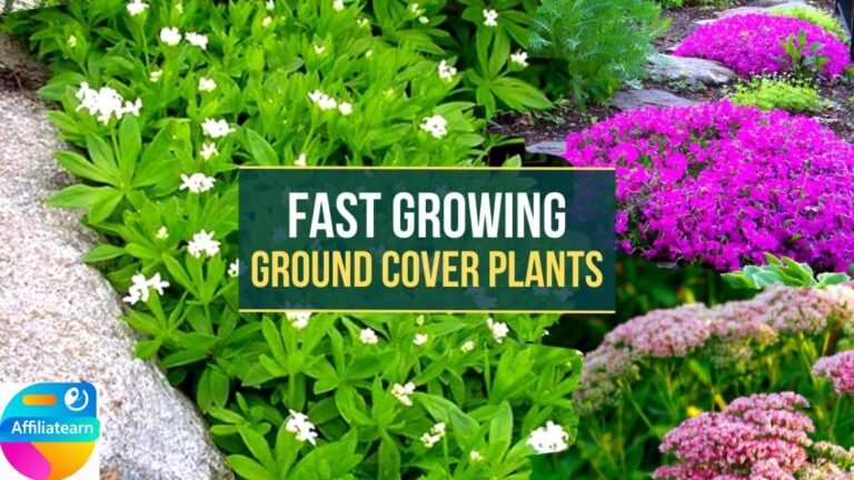 Fast Growing Outdoor Plants in the Garden: Best Fast-Growing Plants