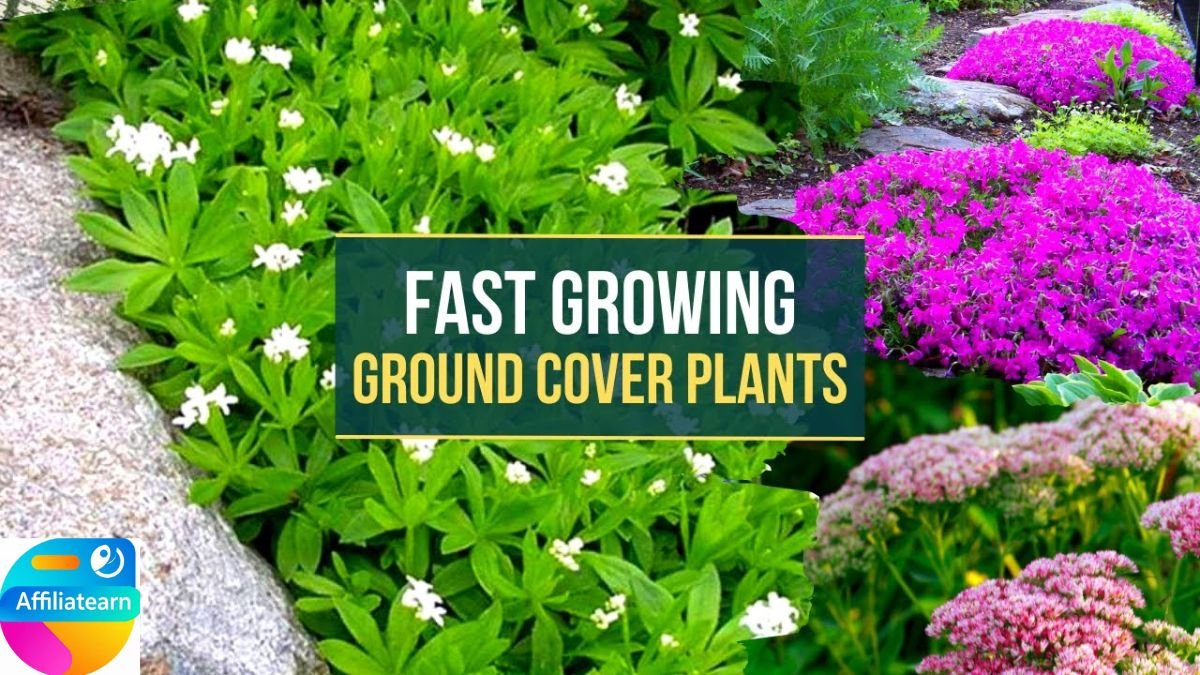 Fast Growing Outdoor Plants in the Garden: Best Fast-Growing Plants