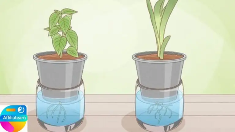 How to Water in Plants the Right Way: Ultimate Guide of Watering Plants as a beginner
