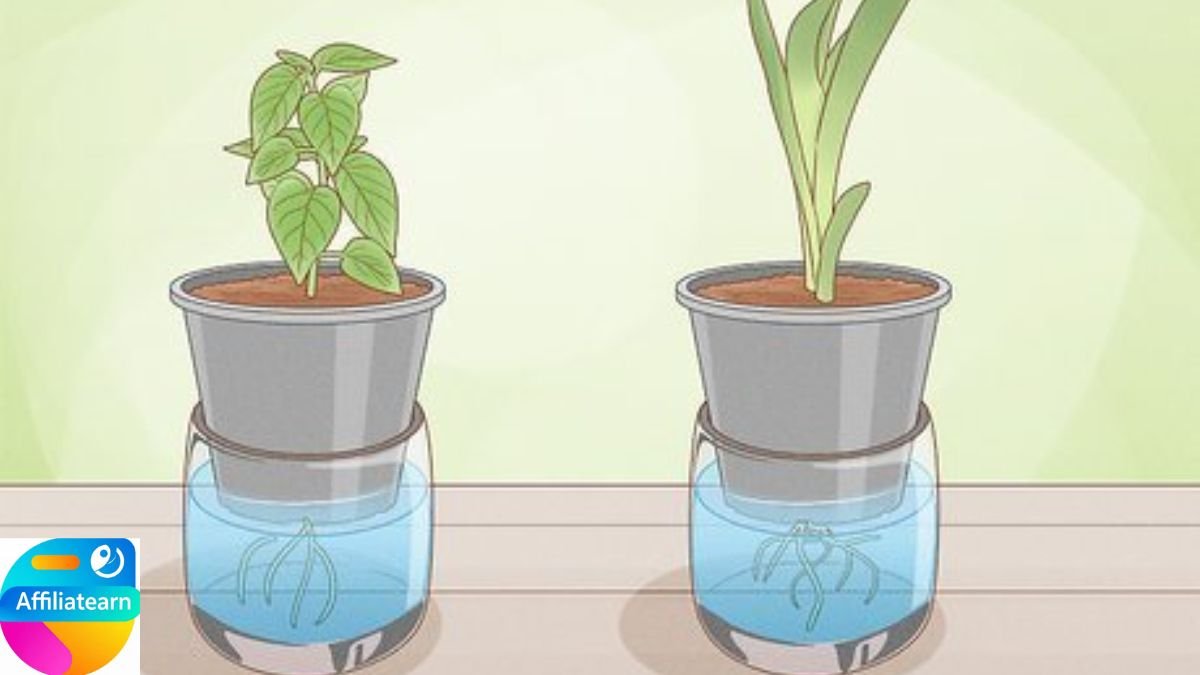 How to Water in Plants the Right Way: Ultimate Guide of Watering Plants as a beginner