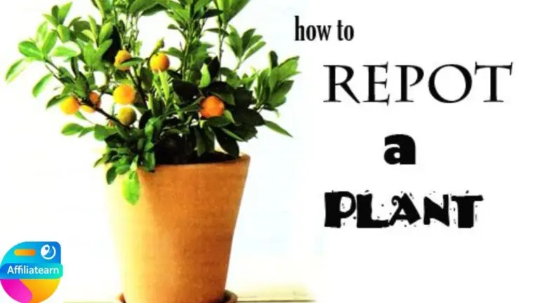 Plant Repotting Step by Step: Simple Guide to Growing Healthy Plants