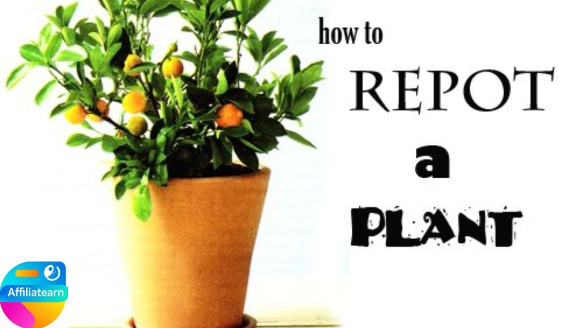 Plant Repotting Step by Step: Simple Guide to Growing Healthy Plants