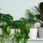 Best Low Maintenance Plants at Home: Indoor Plants That use Less Water