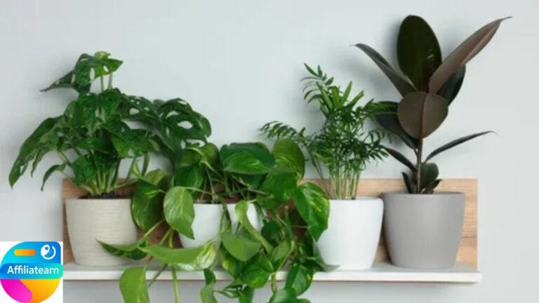 Best Low Maintenance Plants at Home: Indoor Plants That use Less Water