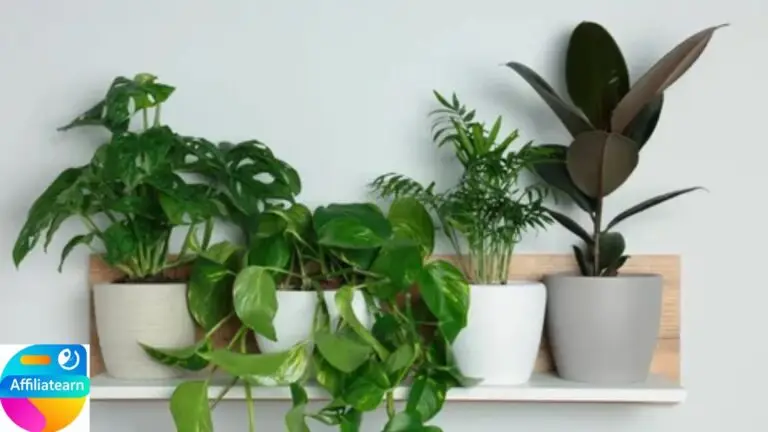 Best Low Maintenance Plants at Home: Indoor Plants That use Less Water